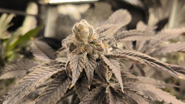 A frosty cannabis flower in the grow room