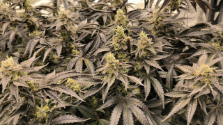 A garden of cannabis flowers near peak ripeness with deep purple and almost black leaves