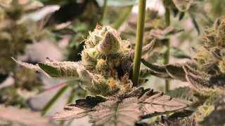 A frosty bud from the lower part of a canopy