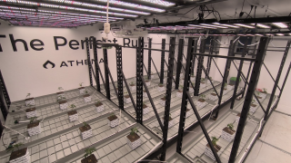 LEDs hanging from the ceiling of a grow room with rockwool cubes on tray-tables