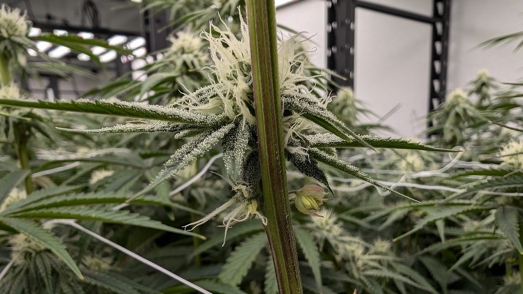 The source: male parts forming on a plant that was well into flower